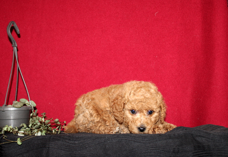 puppy, for, sale, Mini GoldenDoodle F2BB, Matthew B. Stoltzfus, dog, breeder, Gap, PA, dog-breeder, puppy-for-sale, forsale, nearby, find, puppyfind, locator, puppylocator, aca